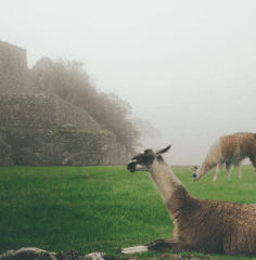 Machu Picchu, Peru
